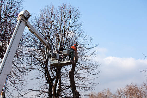 Best Mulching Services  in USA